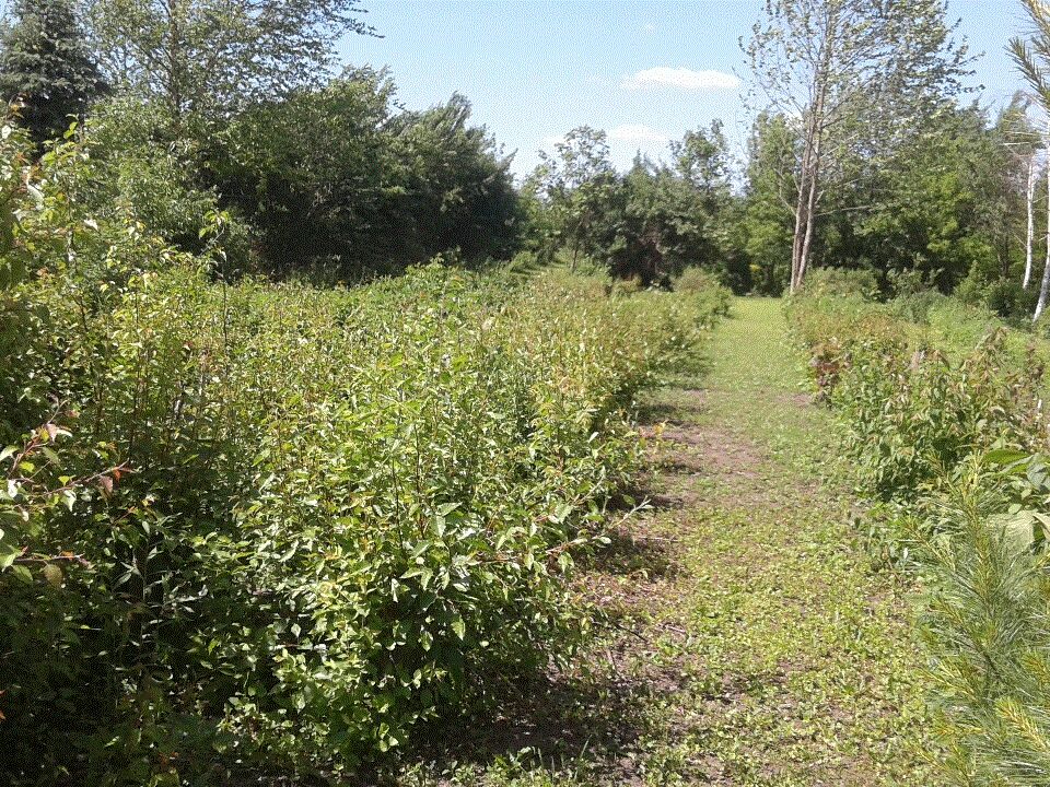 Rows of young trees growing in the field at the Paw Paw nursery