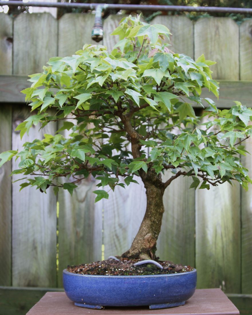 Trident maple bonsai in a blue oval pot